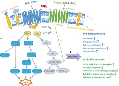 The Role of Formyl Peptide Receptors in Neurological Diseases via Regulating Inflammation
